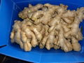 CHINA FRESH SEMI AIR DRIED GINGER 5