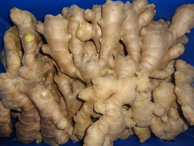 CHINA FRESH SEMI AIR DRIED GINGER