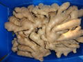 CHINA FRESH SEMI AIR DRIED GINGER 6