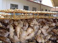 CHINA FRESH SEMI AIR DRIED GINGER 18