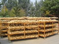 CHINA FRESH SEMI AIR DRIED GINGER 16