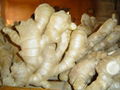 CHINA FRESH SEMI AIR DRIED GINGER