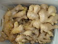 CHINA FRESH SEMI AIR DRIED GINGER 11