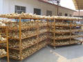 CHINA FRESH SEMI AIR DRIED GINGER 19