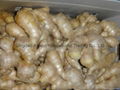 2024 CROPS CHINA FRESH JUMBO GINGER