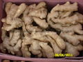 2024 CROPS CHINA FRESH JUMBO GINGER 11