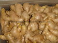 2024 CROPS CHINA FRESH JUMBO GINGER 13