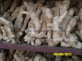 2024 CROPS CHINA FRESH JUMBO GINGER 12