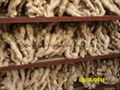 2024 CROPS CHINA FRESH JUMBO GINGER