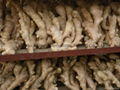 2025 CROPS CHINA FRESH JUMBO GINGER 14