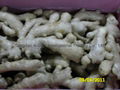 2024 CROPS CHINA FRESH JUMBO GINGER