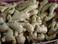 2024 CROPS CHINA FRESH JUMBO GINGER 17