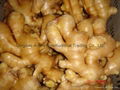 2023 CROPS CHINA FRESH JUMBO GINGER