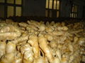 BIG AND FAT FRESH AIR DRIED GINGER