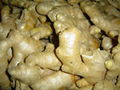 BIG AND FAT FRESH AIR DRIED GINGER