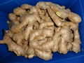 BIG AND FAT FRESH AIR DRIED GINGER