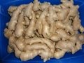 BIG AND FAT FRESH AIR DRIED GINGER