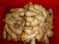 BIG AND FAT FRESH AIR DRIED GINGER