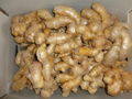 BIG AND FAT FRESH AIR DRIED GINGER