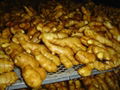 BIG AND FAT FRESH AIR DRIED GINGER