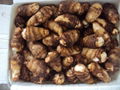 CHINESE FRESH TARO