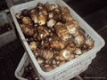 FRESH TARO (EDDOES) 10