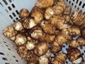 FRESH TARO (EDDOES) 2