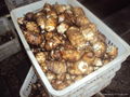 FRESH TARO (EDDOES) 20