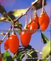 Organic Goji berry