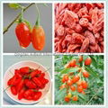 Organic Goji berry 9