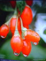 Organic Goji berry 16