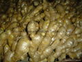 FRESH RHIZOME,  FRESH GINGER 10