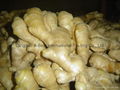 FRESH RHIZOME,  FRESH GINGER 6