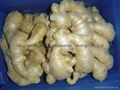 FRESH RHIZOME,  FRESH GINGER 9