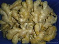 FRESH RHIZOME,  FRESH GINGER 8