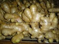 FRESH RHIZOME,  FRESH GINGER 11