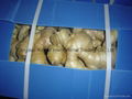 FRESH RHIZOME,  FRESH GINGER 12