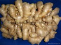 FRESH RHIZOME,  FRESH GINGER 14