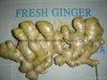 FRESH RHIZOME,  FRESH GINGER 18