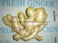 FRESH RHIZOME,  FRESH GINGER 19