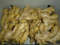 FRESH RHIZOME,  FRESH GINGER 20