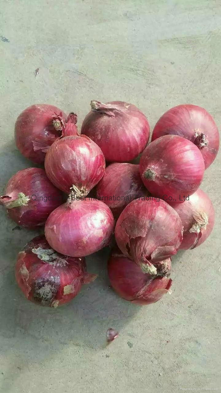 FRESH RED ONION