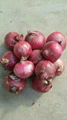 FRESH RED ONION 1