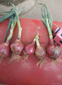 FRESH RED ONION 2