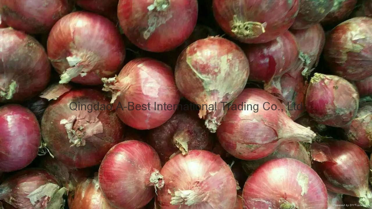 FRESH RED ONION 5