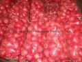 FRESH RED ONION 10