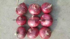 2022 new crops fresh red onion bulbs