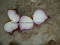 2022 new crops fresh red onion bulbs