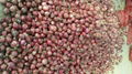 2022 new crops fresh red onion bulbs