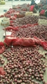 2022 new crops fresh red onion bulbs